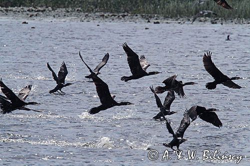 Kormorany czarne, Phalacrocorax carbo polujące na Nogacie