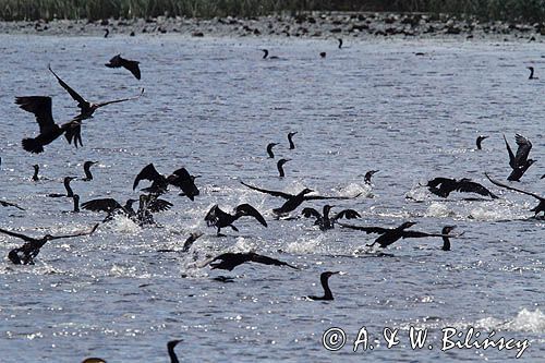 Kormorany czarne, Phalacrocorax carbo polujące na Nogacie