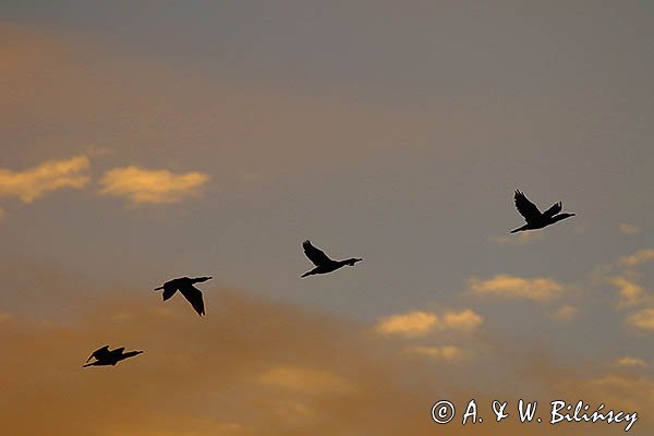 Kormorany czarne, Phalacrocorax carbo