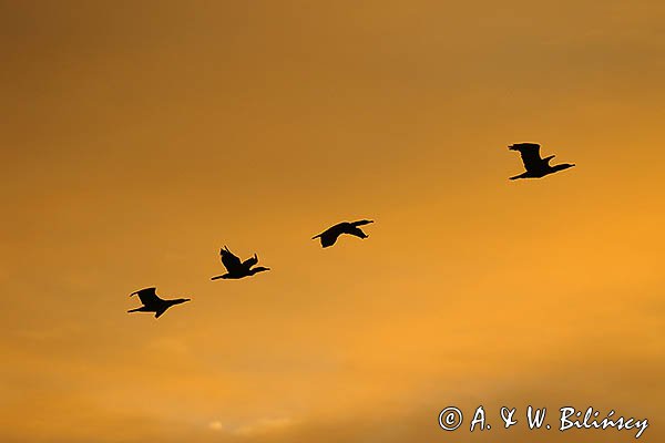 Kormorany czarne, Phalacrocorax carbo