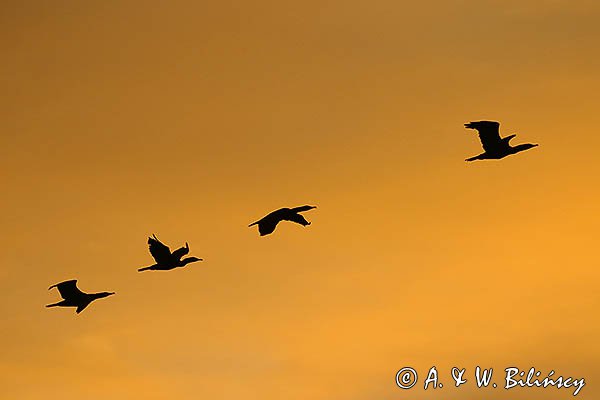 Kormorany czarne, Phalacrocorax carbo