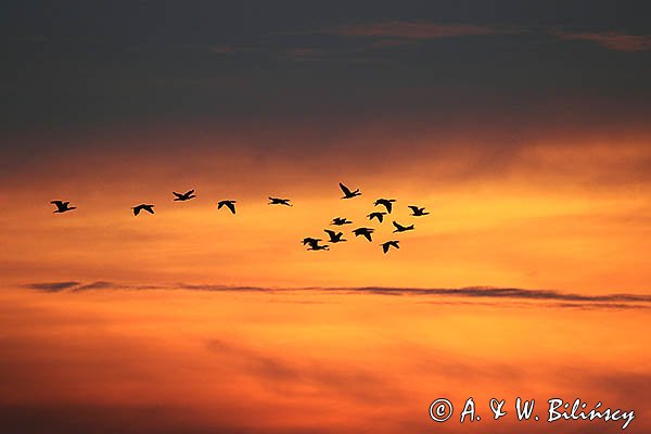 Kormorany czarne, Phalacrocorax carbo