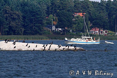 kormorany w szwedzkich szkierach koło Nykoping, Phalacrocorax carbo, Szwecja