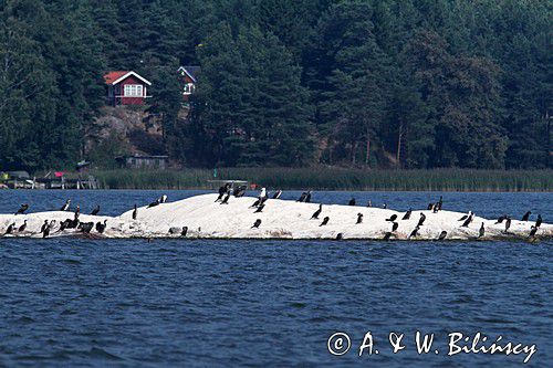 kormorany w szwedzkich szkierach koło Nykoping, Phalacrocorax carbo, Szwecja