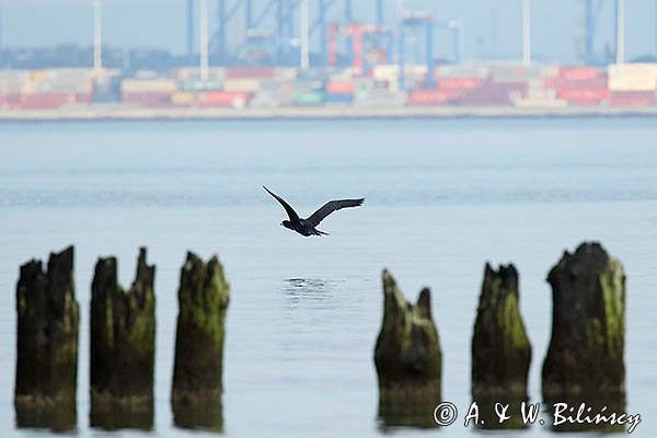 Kormoran czarny, Phalacrocorax carbo