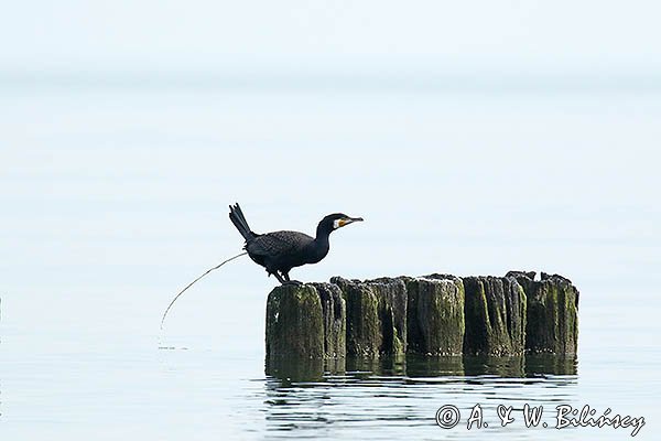 Kormoran czarny, Phalacrocorax carbo