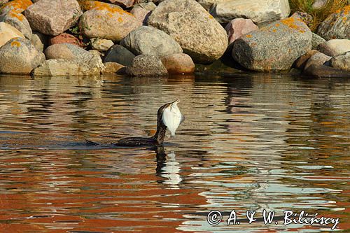 Kormoran czarny, Phalacrocorax carbo, ze zdobyczą, flądrą