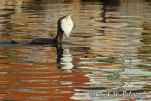 Kormoran czarny, Phalacrocorax carbo, ze zdobyczą, flądrą