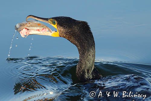 Kormoran czarny, Phalacrocorax carbo, ze zdobyczą, flądrą