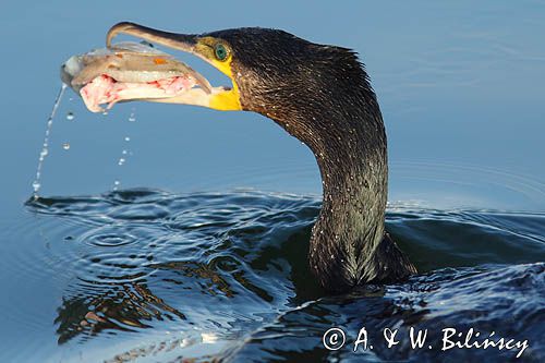 Kormoran czarny, Phalacrocorax carbo, ze zdobyczą, flądrą