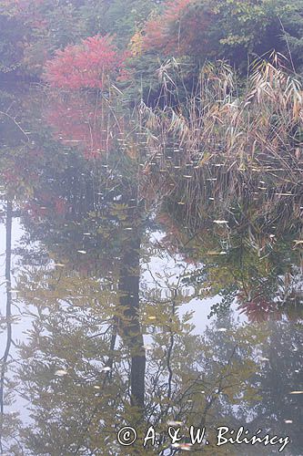 Arboretum w Kórniku, staw, fosa przy Zamku