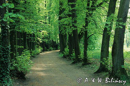 Kórnik, arboretum, lipowa aleja