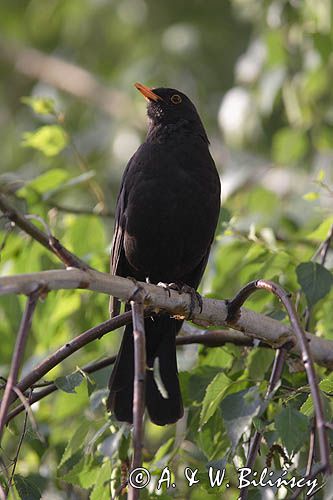 kos Turdus merula) śpiewający samiec