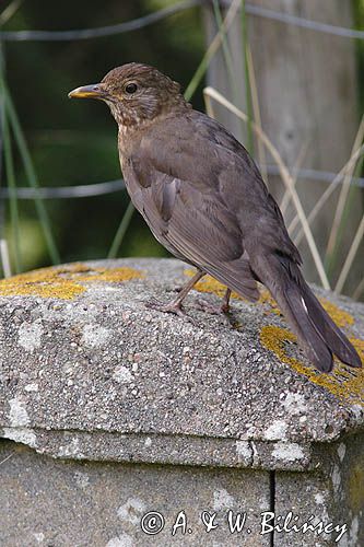 kos, Turdus merula