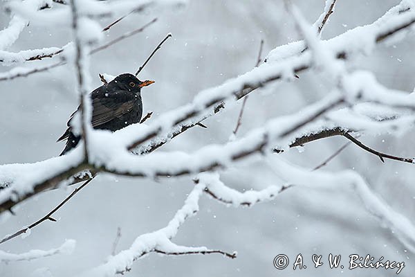 Kos, Turdus merula, samiec