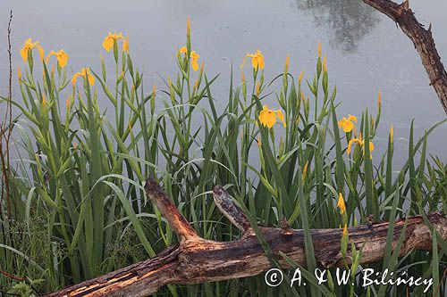 kosaciec żółty, Iris pseudoacorus