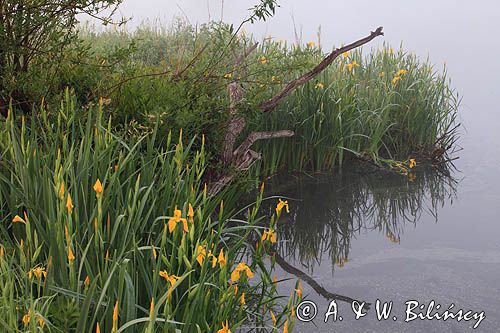 kosaciec żółty, Iris pseudoacorus