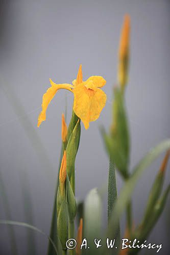 kosaciec żółty, Iris pseudoacorus