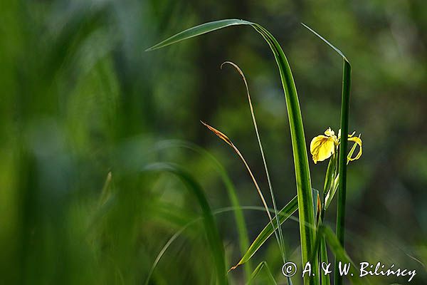 kosaciec żółty, Iris pseudoacorus