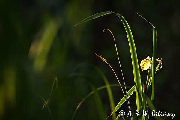 kosaciec żółty, Iris pseudoacorus