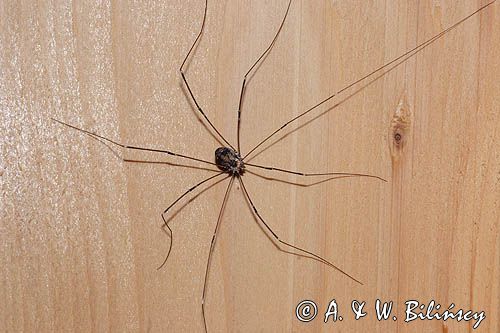 kosarz, rząd - Opiliones - kosarze