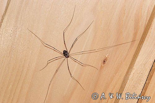 kosarz, rząd - Opiliones - kosarze