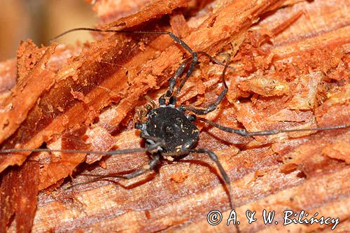 kosarz, rząd - Opiliones - kosarze