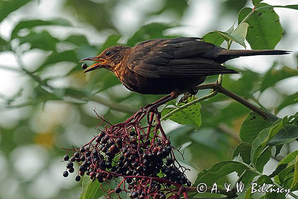 Kos, Turdus merula, samica na bzie czarnym, Sambucus nigra
