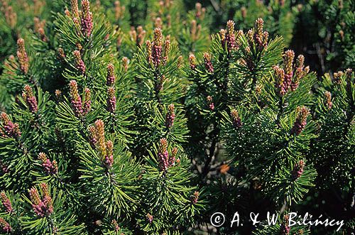 kosodrzewina, Pinus mugo, sosna górska, Krępulec, Kozodrzew, kosówka