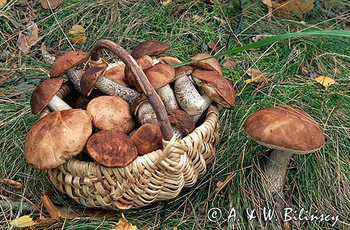 Kosz grzybów, zbieranie grzybów