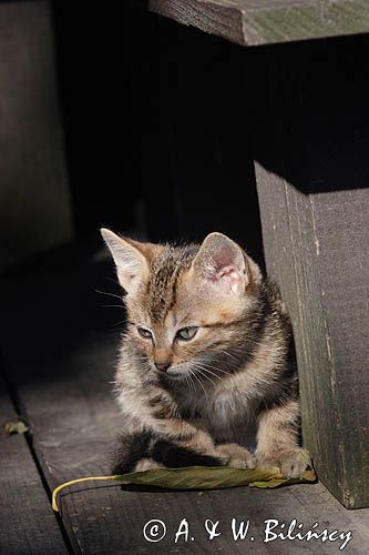 kotek