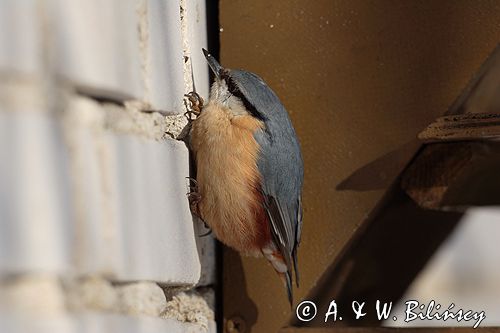 kowalik Sitta Europaea