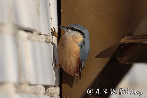 kowalik Sitta Europaea
