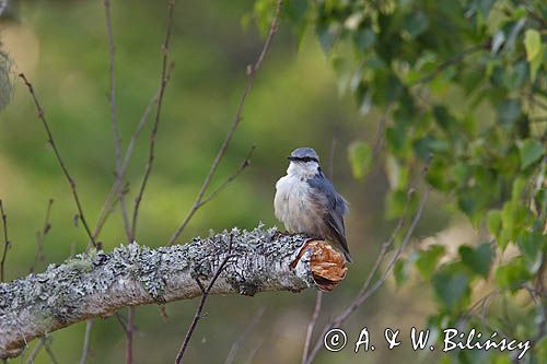 kowalik Sitta Europaea