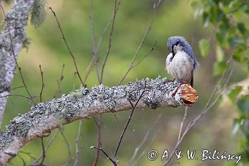 kowalik Sitta Europaea