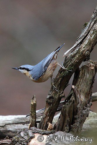 Kowalik, Sitta europaea, Nuthatch. fot A&W Bilińscy