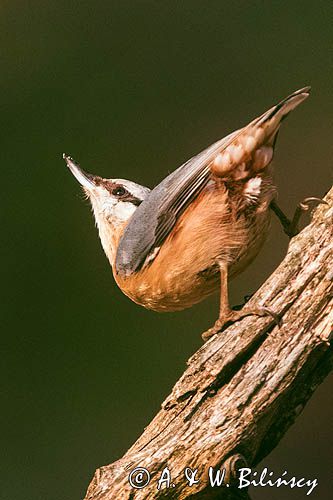 Kowalik, kowalik zwyczajny, bargiel, Sitta europaea