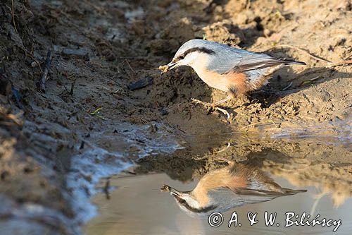 Kowalik, Sitta europaea, nuthatch fot A&W Bilińscy, bank zdjęć, fotografia przyrodnicza