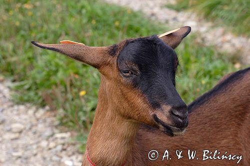 kaza, kozy, kolczykowane rasa alpejska francuska