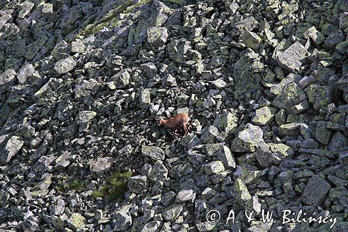 Kozica w Tatrach Rupicapra rupicapra
