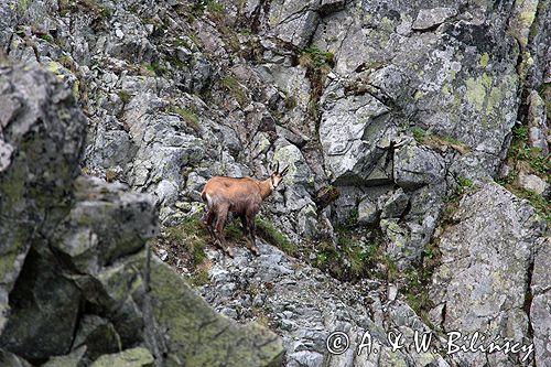 Kozica w Tatrach Rupicapra rupicapra