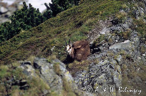 Kozica, kozica północna, Rupicapra rupicapra, Tatry