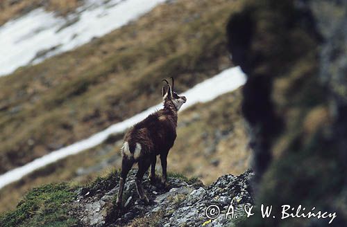 Kozica, kozica północna, Rupicapra rupicapra, Tatry