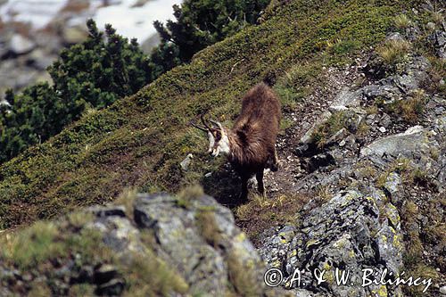 Kozica, kozica północna, Rupicapra rupicapra, Tatry