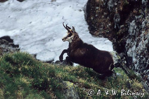 Kozica, kozica północna, Rupicapra rupicapra, Tatry