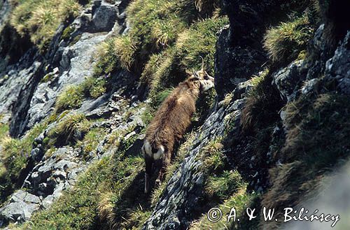 Kozica, kozica północna, Rupicapra rupicapra, Tatry