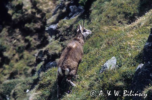 Kozica, kozica północna, Rupicapra rupicapra, Tatry