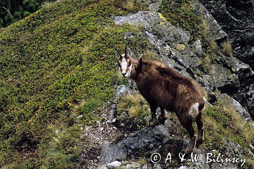 Kozica, kozica północna, Rupicapra rupicapra, Tatry