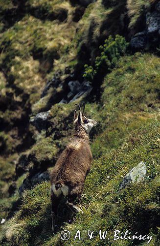 Kozica, kozica północna, Rupicapra rupicapra, Tatry