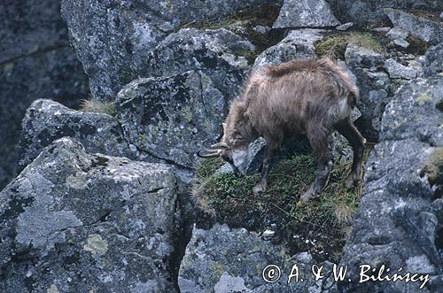 Kozica, kozica północna, Rupicapra rupicapra, Tatry